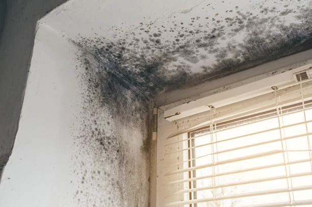 Affordable Mold Removal solutions in Ramsey, MN